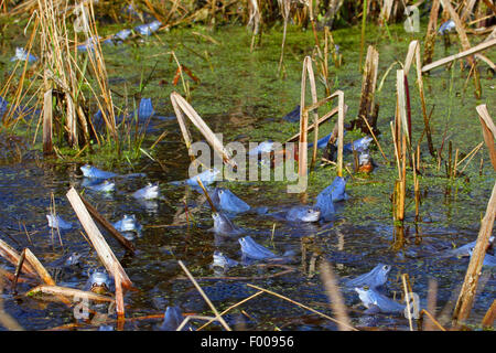 moor frog (Rana arvalis), intensive blue male moor frogs at mating season, Germany Stock Photo