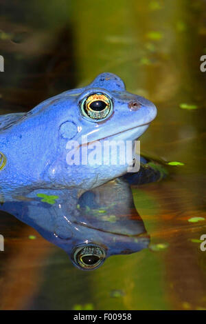 moor frog (Rana arvalis), portrait of a male in mating season, Germany Stock Photo
