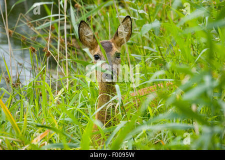 roe deer (Capreolus capreolus), doe on high grass, Germany Stock Photo