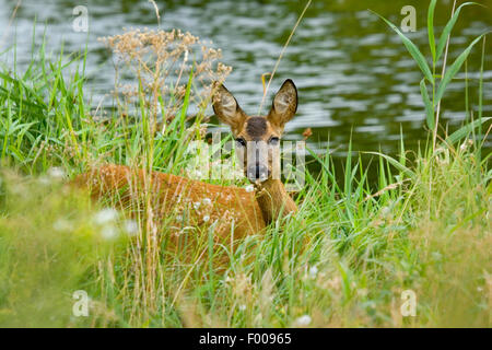 roe deer (Capreolus capreolus), doe on high grass on the waterfront, Germany Stock Photo