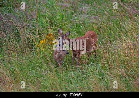 roe deer (Capreolus capreolus), doe with fawn on high grass, Germany Stock Photo