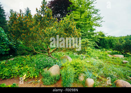 Flowerbed, Small Green Trees And Cuted Bushes In Garden. Beautiful Summer Park. Landscaping. Garden Design Stock Photo