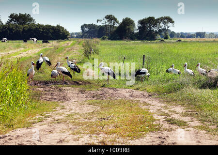 white stork (Ciconia ciconia), group of storks in a meadow, Germany Stock Photo