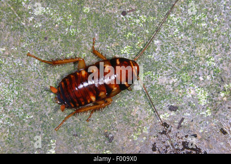 Australian cockroach (Periplaneta australasiae, Blatta australasiae), on a stone, Germany Stock Photo