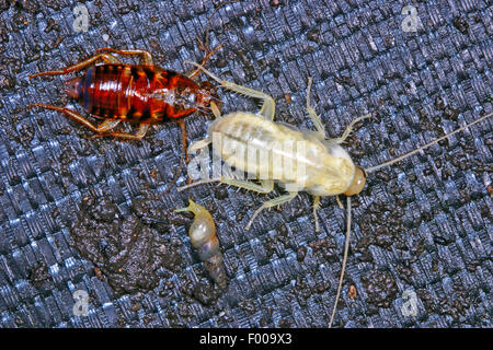 Australian cockroach (Periplaneta australasiae, Blatta australasiae), two cockroaches, one of them casted its skin, Germany Stock Photo