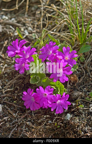 Alpine primula, Hirsuta Primrose (Primula hirsuta, Primula viscosa), blooming, Austria Stock Photo