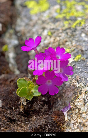 Alpine primula, Hirsuta Primrose (Primula hirsuta, Primula viscosa), blooming, Austria Stock Photo