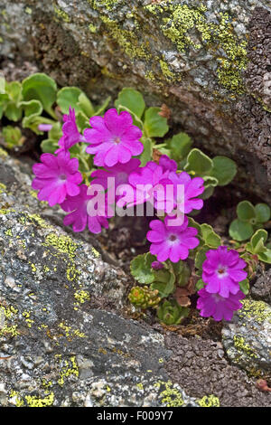 Alpine primula, Hirsuta Primrose (Primula hirsuta, Primula viscosa), blooming, Austria Stock Photo