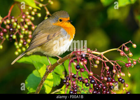 European robin (Erithacus rubecula), sitting on an elderberry twig, Sweden Stock Photo