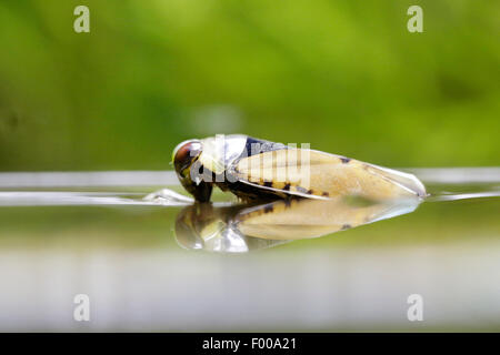 common backswimmer (Notonecta glauca), on the water, side view, Germany, Bavaria Stock Photo