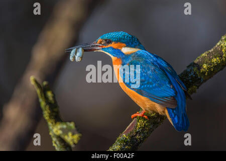 river kingfisher (Alcedo atthis), male with two simultaneously caught bleaks in the bill, Germany, Bavaria