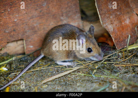 house mouse (Mus musculus), on the ground, Germany, Bavaria Stock Photo