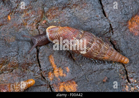 Common door snail, Thames door snail, Two-lipped door snail (Alinda biplicata, Balea biplicata, Laciniaria biplicata), on a stone, Germany Stock Photo