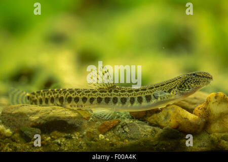 spined loach, spotted weatherfish (Cobitis taenia), on the bottom Stock Photo