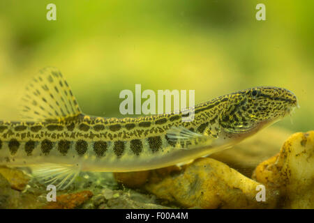 spined loach, spotted weatherfish (Cobitis taenia), female Stock Photo