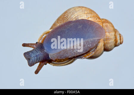 Red-mouthed snail, Round-mouthed snail (Pomatias elegans), creeping on a pane of glass, Germany Stock Photo