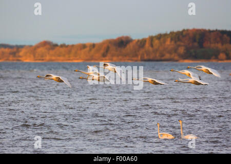 whooper swan (Cygnus cygnus), flock flying over a swimming couple in the evening light, Germany, Bavaria, Lake Chiemsee Stock Photo