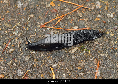 Large red slug, Greater red slug, Chocolate arion (Arion rufus, Arion ater, Arion ater ssp. rufus), creeping on the ground, Germany Stock Photo