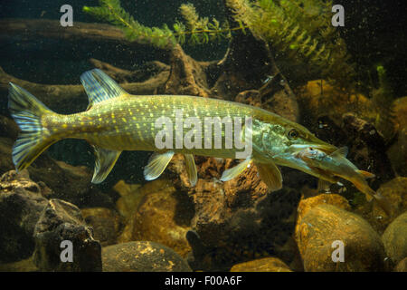 pike, northern pike (Esox lucius), with caught roach, Germany Stock Photo