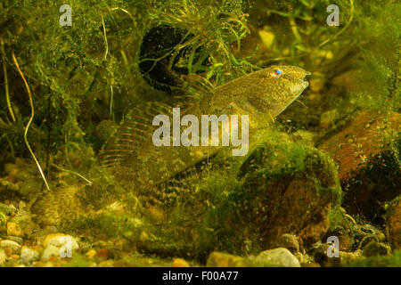 marble goby (Oxyeleotris marmorata, Eleotris marmorata), well camouflaged on the bottom Stock Photo