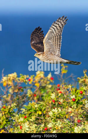 northern hawk owl (Surnia ulula), in flight over a rose, side view, Switzerland, Valais Stock Photo