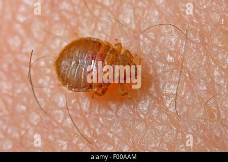 Bedbug, Common bedbug, Wall-louse (Cimex lectularius), on human skin, Germany Stock Photo