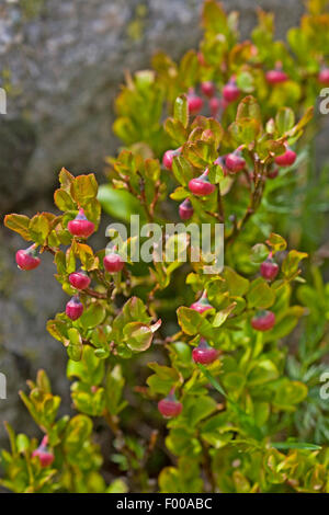 dwarf bilberry, blueberry, huckleberry, low billberry (Vaccinium myrtillus), immature fruits on the shrub, Germany Stock Photo