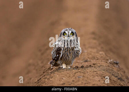 short-eared owl (Asio flammeus), sitting on an acre in spring, Switzerland, Valais Stock Photo