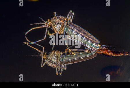 Banded house mosquito, Banded mosquito, Ring-footed gnat (Culiseta annulata, Theobaldia annulata), hatches from the , Germany, Bavaria Stock Photo