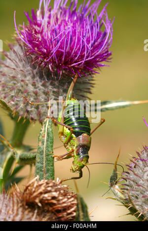 Common saddle-backed bushcricket, tizi (Ephippiger ephippiger, Ephippigera ephippiger, Ephippigera vitium), female Stock Photo