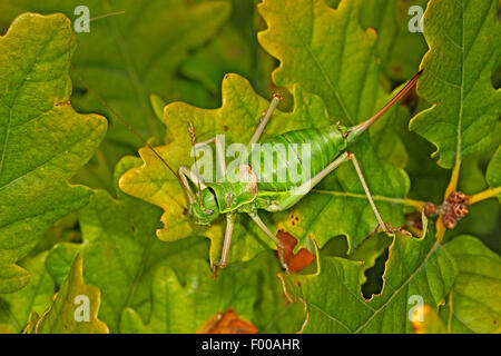 Common saddle-backed bushcricket, tizi (Ephippiger ephippiger, Ephippigera ephippiger, Ephippigera vitium), female Stock Photo