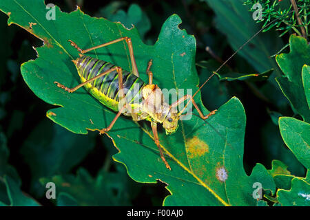 Common saddle-backed bushcricket, tizi (Ephippiger ephippiger, Ephippigera ephippiger, Ephippigera vitium), male Stock Photo