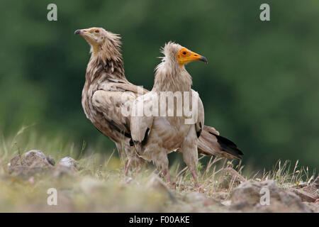 Egyptian vulture (Neophron percnopterus), adult and juvenile bird on the ground, Switzerland, Valais Stock Photo