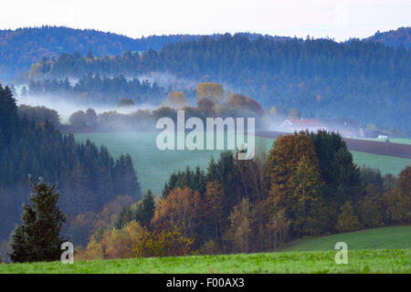 hilly meadow and forest landscape in autumnal early morning mist, Germany, Bavaria, Bavarian Forest National Park Stock Photo