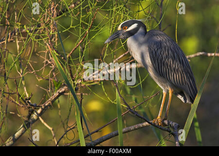 Yellow-crowned night heron, Crowned Night Heron (Nycticorax violaceus, Nyctanassa violacea), sitting on a branch in a shrub, USA, Florida Stock Photo