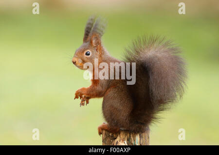 European red squirrel, Eurasian red squirrel (Sciurus vulgaris), on fence post, Germany, North Rhine-Westphalia