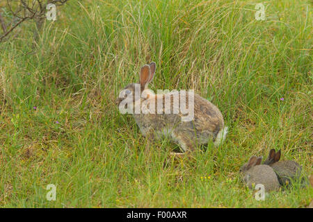 European rabbit (Oryctolagus cuniculus), adult with pups, Netherlands Stock Photo