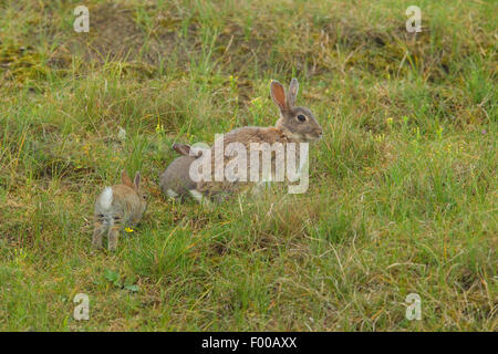 European rabbit (Oryctolagus cuniculus), adult with pups, Netherlands Stock Photo