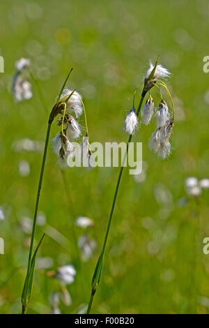 broad-leaved cotton-grass (Eriophorum latifolium), fruiting, Germany Stock Photo