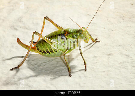 Large saw tailed bush cricket, Large saw-tailed bush-cricket (Polysarcus denticauda, Orphania denticauda), female, Germany Stock Photo