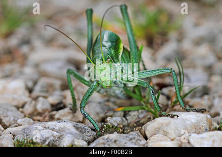 Large saw tailed bush cricket, Large saw-tailed bush-cricket (Polysarcus denticauda, Orphania denticauda), male, Germany Stock Photo