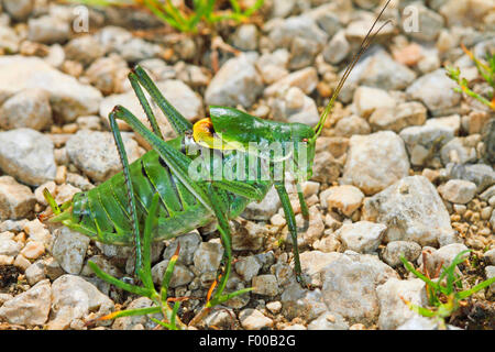 Large saw tailed bush cricket, Large saw-tailed bush-cricket (Polysarcus denticauda, Orphania denticauda), male, Germany Stock Photo