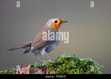European robin (Erithacus rubecula), sitting on a mossy tree stub, Belgium Stock Photo