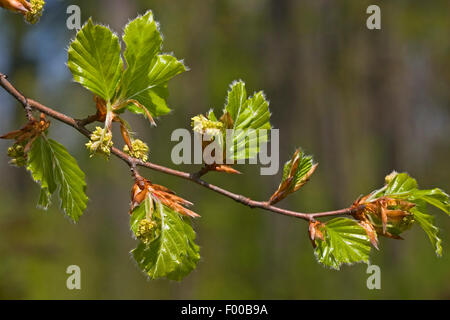 common beech (Fagus sylvatica), male catkins, Germany Stock Photo