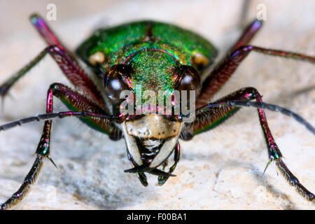 Green tiger beetle (Cicindela campestris), portrait, Germany Stock Photo