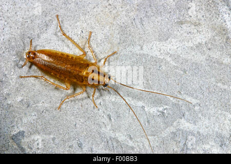 German cockroach (Blattella germanica), on a stone, Germany Stock Photo