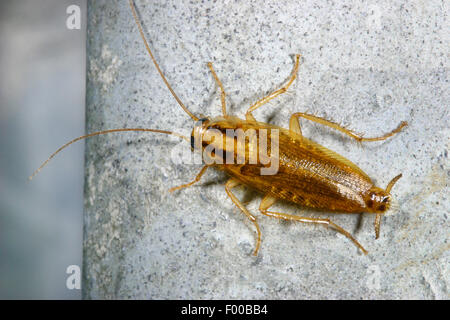 German cockroach (Blattella germanica), on a stone, Germany Stock Photo
