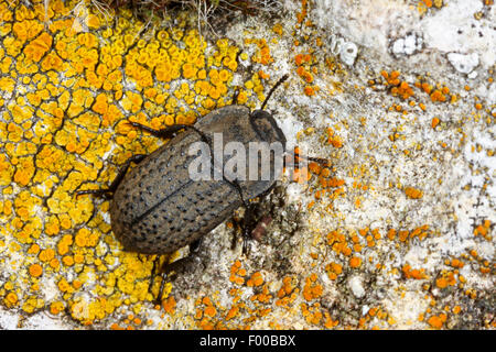 Darkling Beetle (Opatrum sabulosum, Asida sabulosa), on a stone, Germany Stock Photo