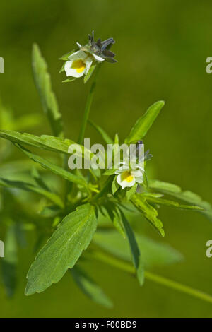 cultivated pansy, field pansy, small wild pansy (Viola arvensis), blooming, Germany Stock Photo