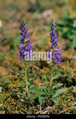 Spiked Speedwell (Pseudolysimachion spicatum, Veronica spicata), blooming, Germany Stock Photo